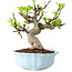 Malus, 18 cm, ± 20 jaar oud