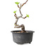 Malus, 16 cm, ± 20 Jahre alt