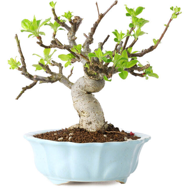 Malus, 18 cm, ± 20 años