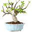 Malus, 18 cm, ± 20 jaar oud