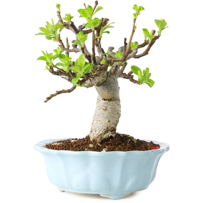 Malus, 18 cm, ± 20 jaar oud