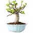 Malus, 18 cm, ± 20 jaar oud