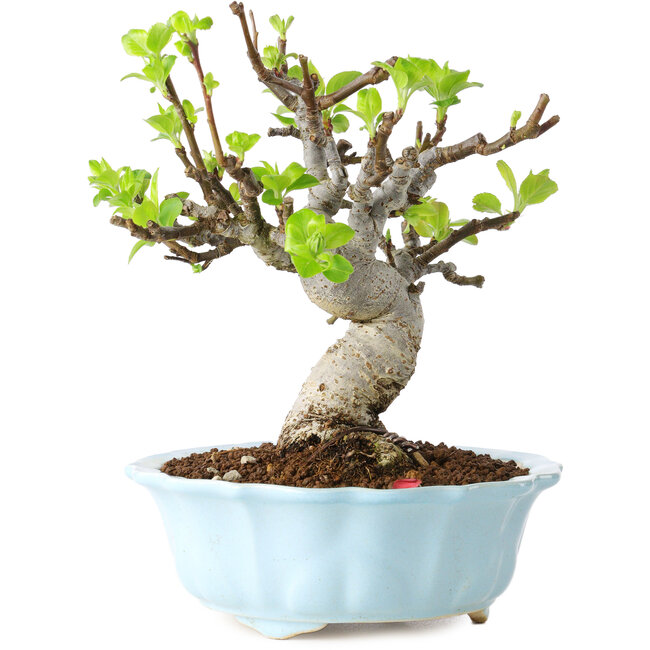 Malus, 18 cm, ± 20 ans