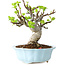 Malus, 18 cm, ± 20 jaar oud