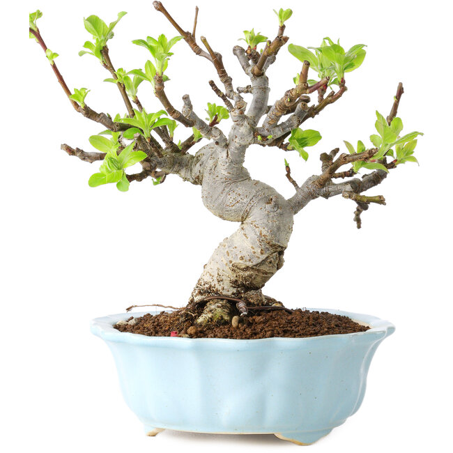 Malus, 18 cm, ± 20 years old