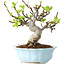 Malus, 18 cm, ± 20 jaar oud