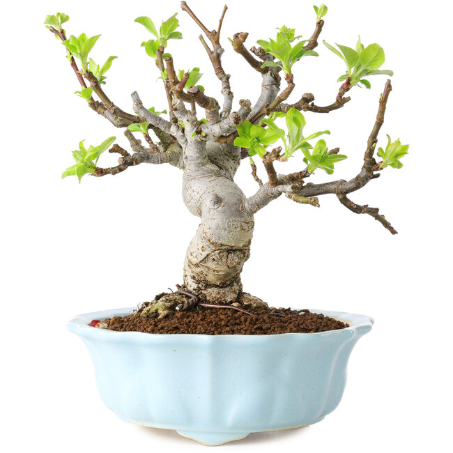 Malus, 18 cm, ± 20 años