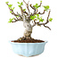 Malus, 18 cm, ± 20 jaar oud