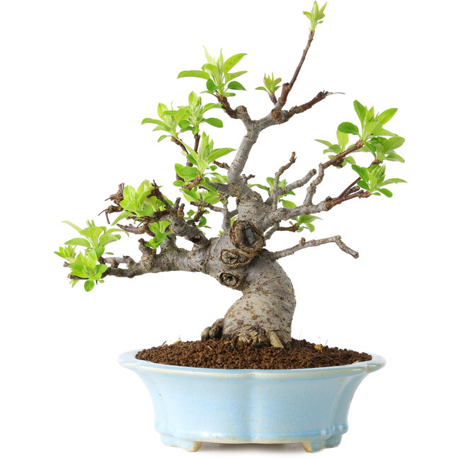 Malus, 24 cm, ± 20 jaar oud