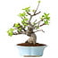 Malus, 24 cm, ± 20 jaar oud