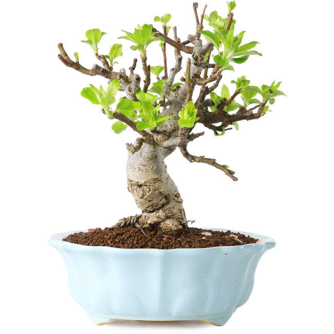 Malus, 18 cm, ± 20 años