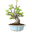 Malus, 24 cm, ± 20 jaar oud