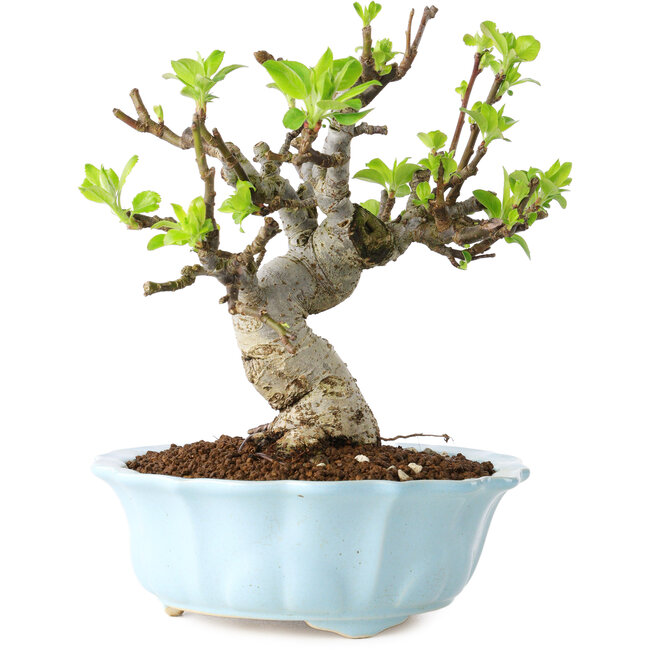 Malus, 18 cm, ± 20 Jahre alt