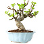 Malus, 18 cm, ± 20 jaar oud