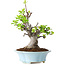 Malus, 24 cm, ± 20 jaar oud