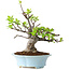 Malus, 24 cm, ± 20 jaar oud