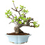 Malus, 24 cm, ± 20 jaar oud