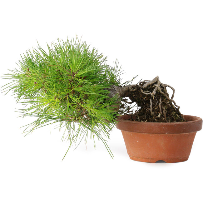 Pinus densiflora, 12 cm, ± 20 jaar oud