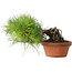 Pinus densiflora, 12 cm, ± 20 jaar oud