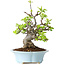 Malus, 24 cm, ± 20 jaar oud