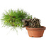 Pinus densiflora, 12 cm, ± 20 jaar oud