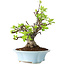 Malus, 24 cm, ± 20 jaar oud
