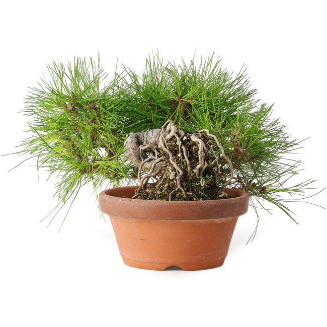 Pinus densiflora, 12 cm, ± 20 jaar oud