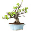 Malus, 24 cm, ± 20 jaar oud