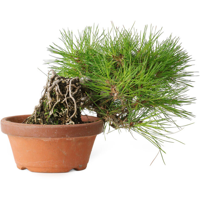 Pinus densiflora, 12 cm, ± 20 años