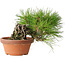 Pinus densiflora, 12 cm, ± 20 years old