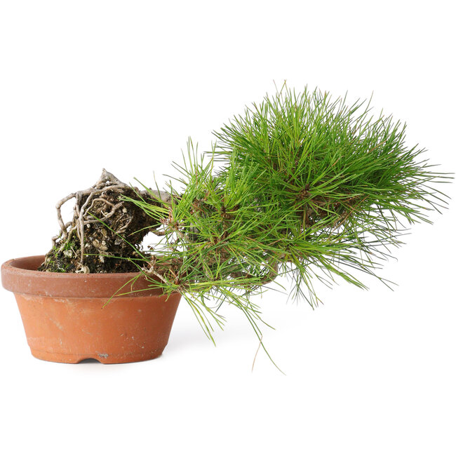 Pinus densiflora, 12 cm, ± 20 Jahre alt