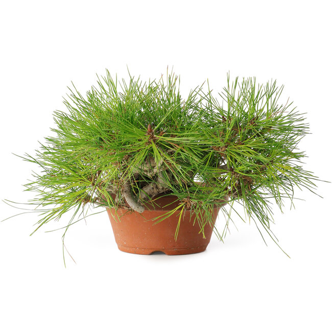 Pinus densiflora, 12 cm, ± 20 ans