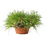 Pinus densiflora, 12 cm, ± 20 jaar oud