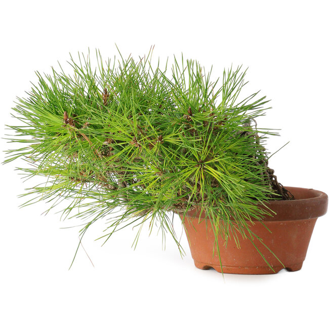 Pinus densiflora, 12 cm, ± 20 Jahre alt
