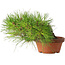 Pinus densiflora, 12 cm, ± 20 jaar oud