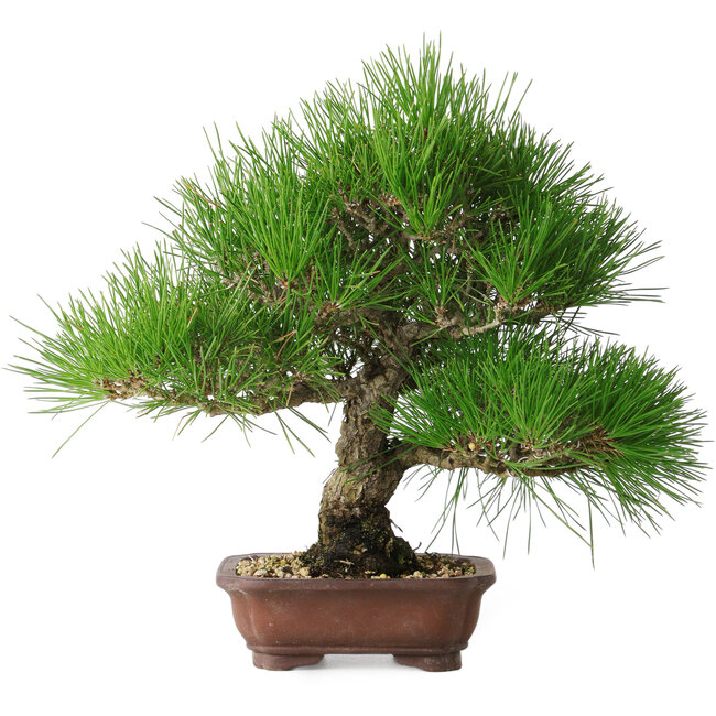 Pinus thunbergii, 28 cm, ± 25 anni