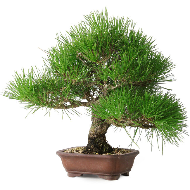Pinus thunbergii, 28 cm, ± 25 jaar oud