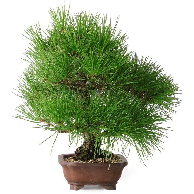Pinus thunbergii, 28 cm, ± 25 anni