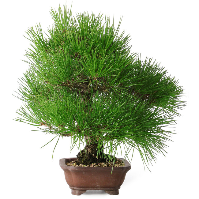 Pinus thunbergii, 28 cm, ± 25 jaar oud