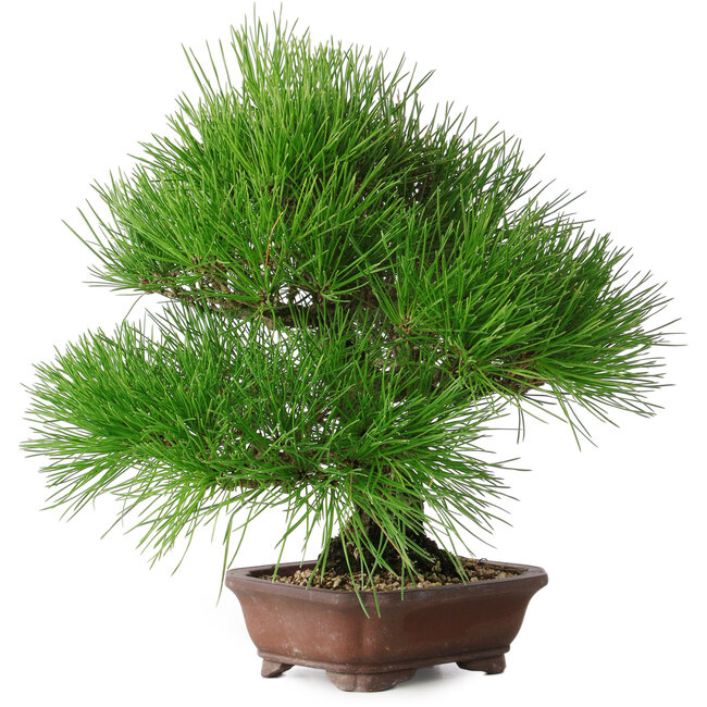 Pinus thunbergii, 28 cm, ± 25 anni