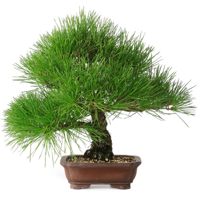 Pinus thunbergii, 28 cm, ± 25 Jahre alt