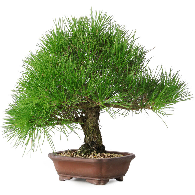 Pinus thunbergii, 28 cm, ± 25 jaar oud