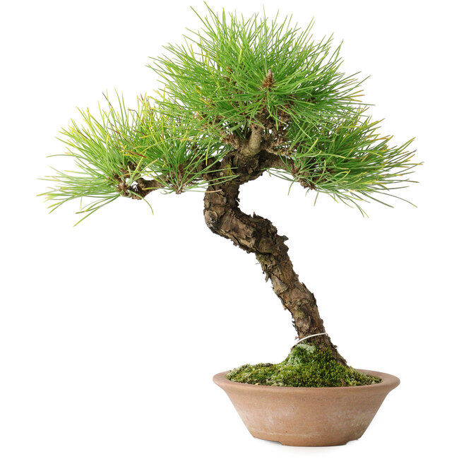 Pinus thunbergii, 30 cm, ± 30 Jahre alt