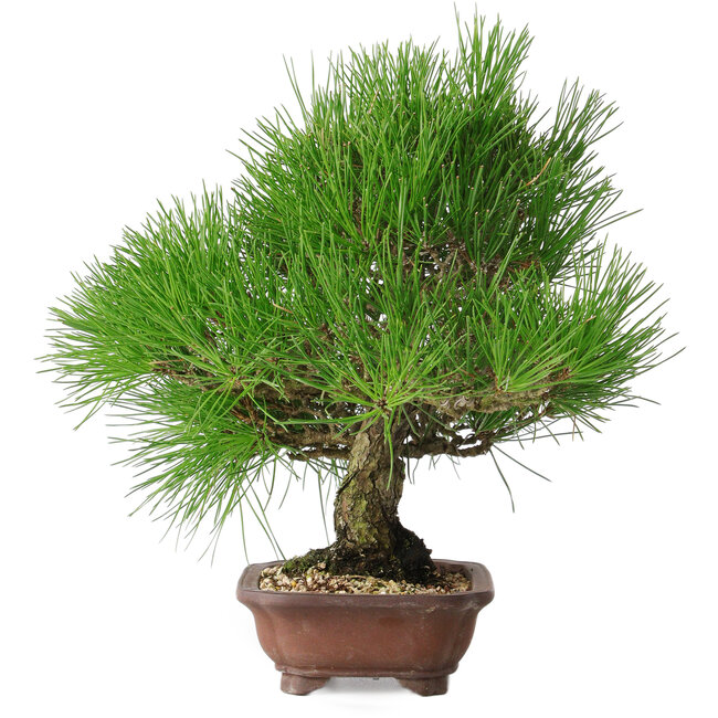 Pinus thunbergii, 28 cm, ± 25 Jahre alt