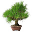Pinus thunbergii, 28 cm, ± 25 anni