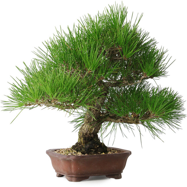 Pinus thunbergii, 28 cm, ± 25 jaar oud