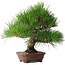 Pinus thunbergii, 28 cm, ± 25 ans