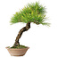 Pinus thunbergii, 30 cm, ± 30 jaar oud