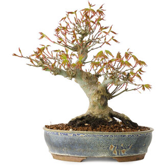 Acer palmatum, 21 cm, ± 20 jaar oud