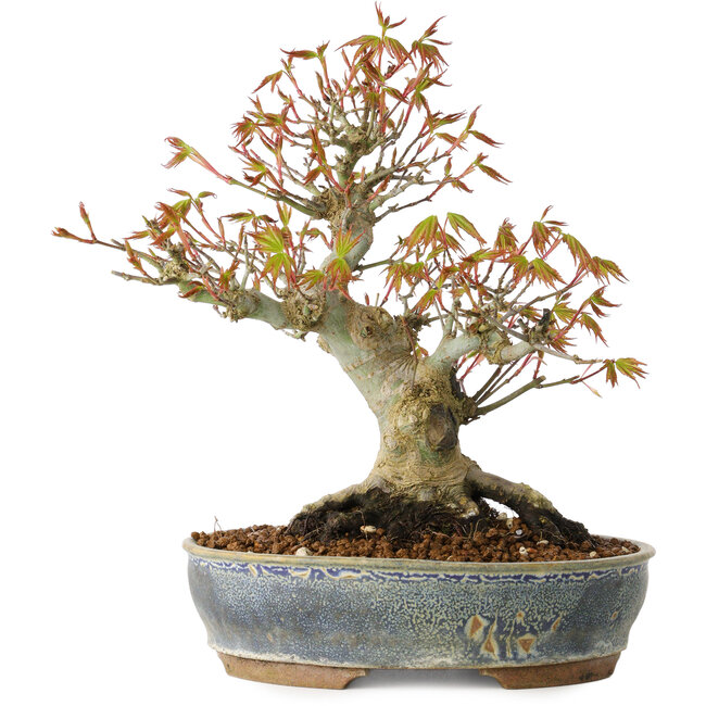 Acer palmatum, 21 cm, ± 20 jaar oud, met een nebari van 12 cm